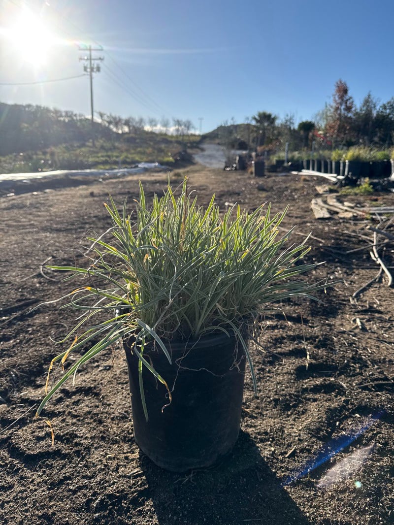 Photo for Tulbaghia violacea 'Variegata' (Society Garlic)