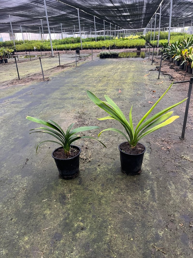 Photo for Clivia miniata (Natal Lily)