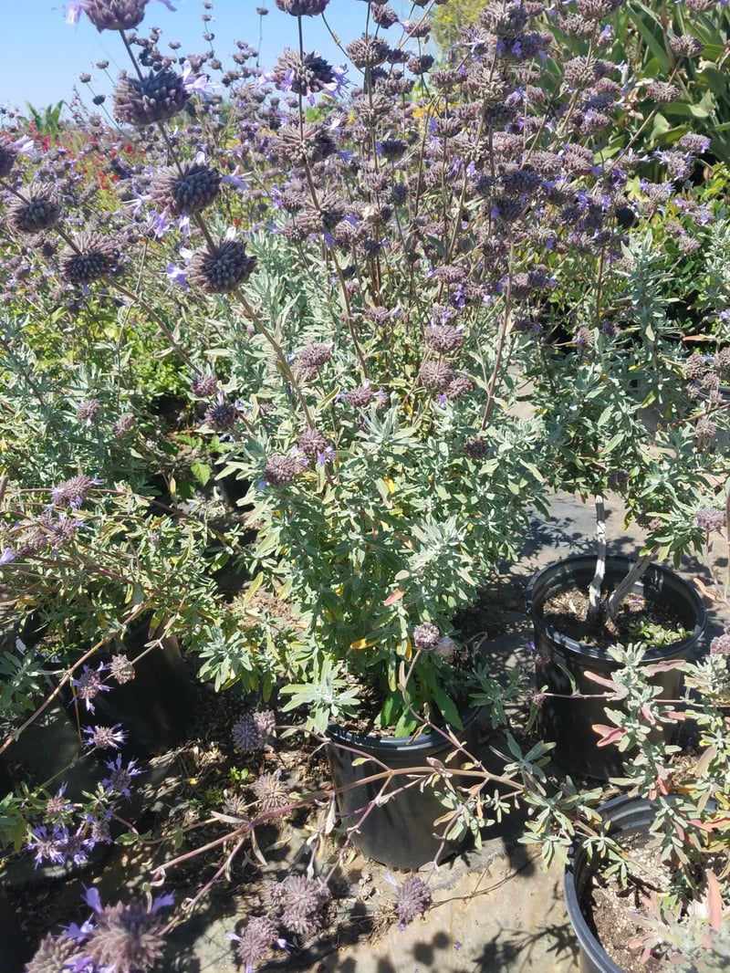 Photo for Salvia 'Allen Chickering' (Allen Chickering Sage)