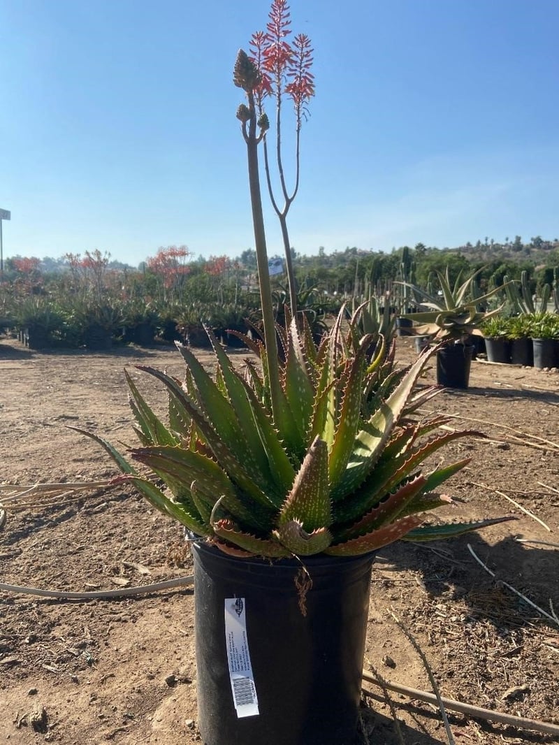 Photo for Aloe 'Cynthia Giddy' (Cynthia Giddy Aloe)