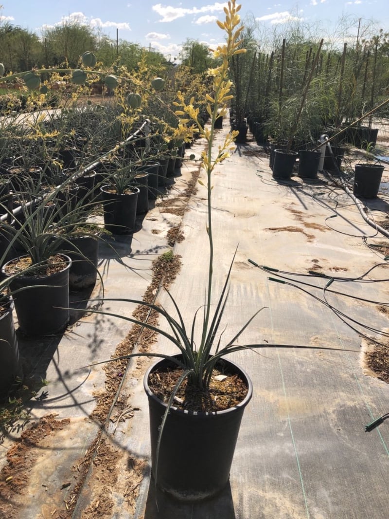 Photo for Hesperaloe parviflora 'Yellow' (Yellow Yucca, Texas Yellow Yucca)