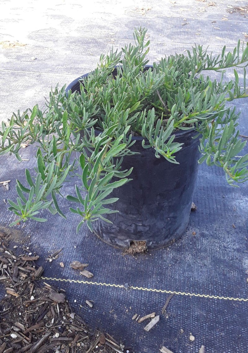 Photo for Myoporum parvifolium 'White' (M. p. 'Prostratum') (White Creeping Myoporum)