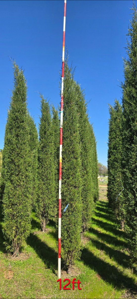Photo for Juniperus virginiana 'Taylor' (Taylor Juniper)