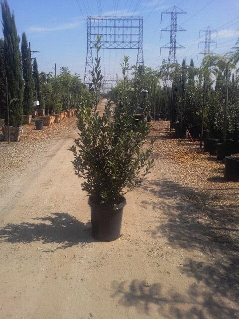 Photo for Laurus nobilis (Sweet Bay)