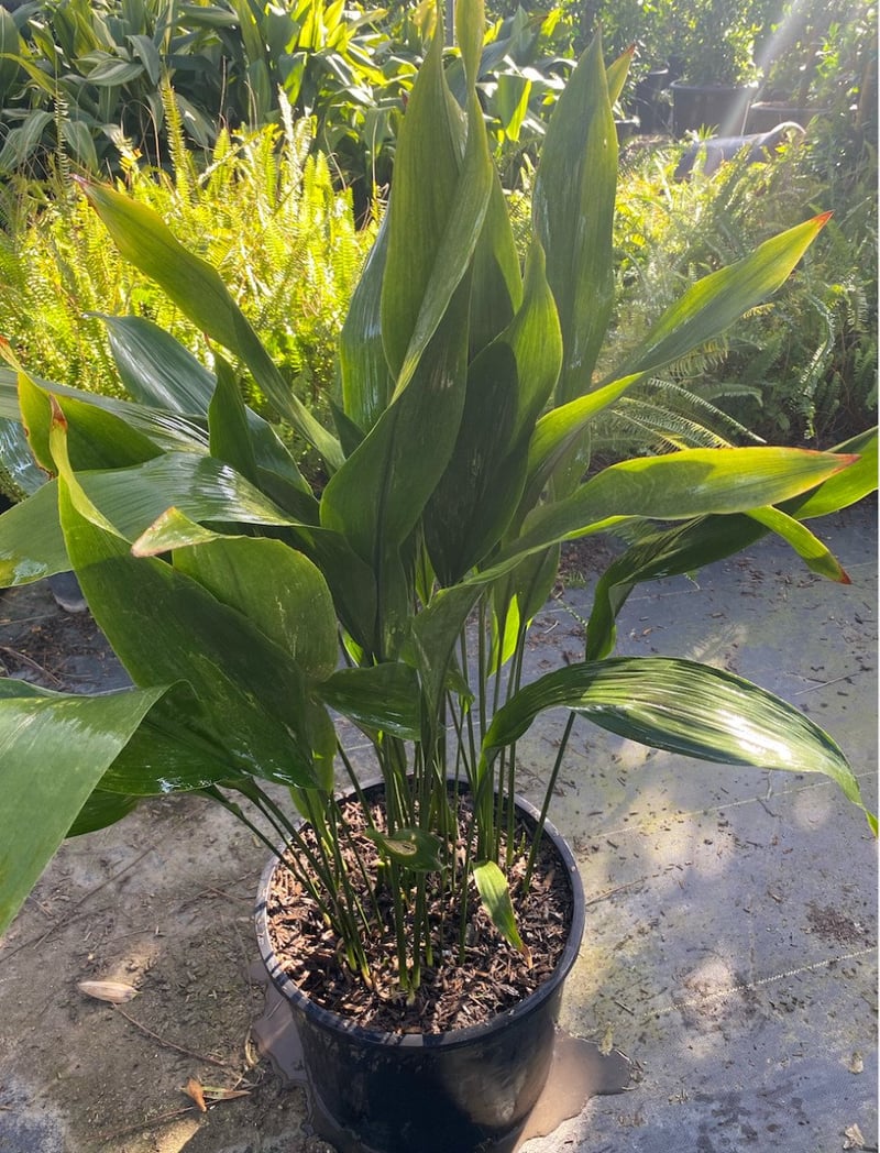 Photo for Aspidistra elatior (Cast Iron Plant)