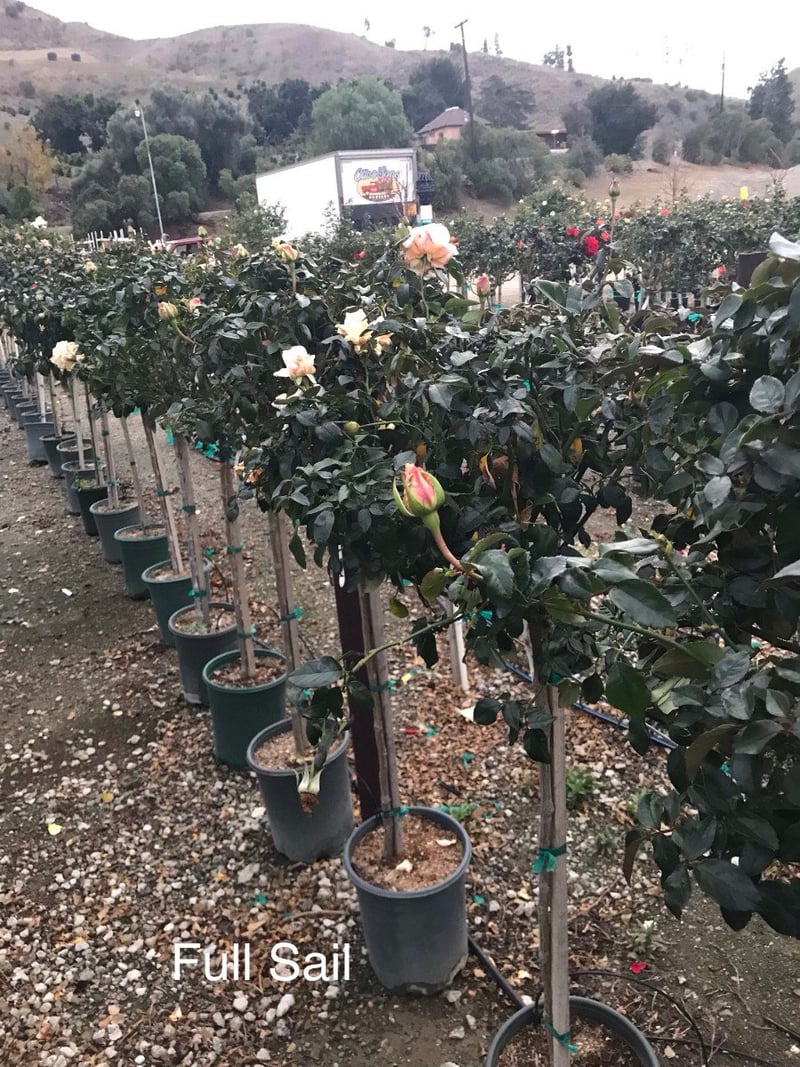Photo for Rosa 'Iceberg' (Patio Tree) (Iceberg Rose)
