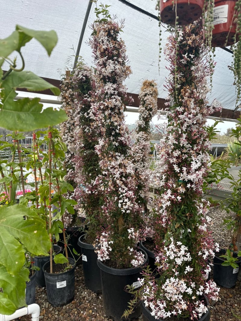 Photo for Jasminum polyanthum (Staked) (Pink Jasmine)