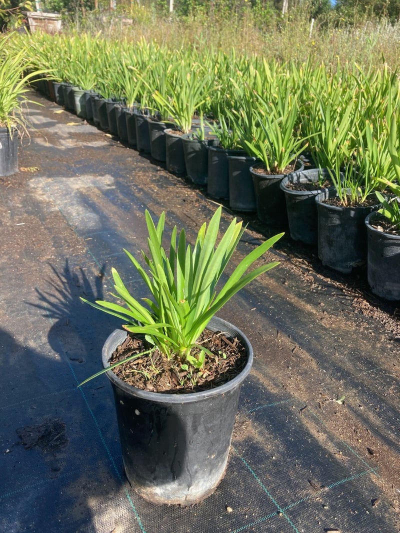 Photo for Agapanthus 'Peter Pan Blue' (Peter Pan Dwarf Lily of the Nile)