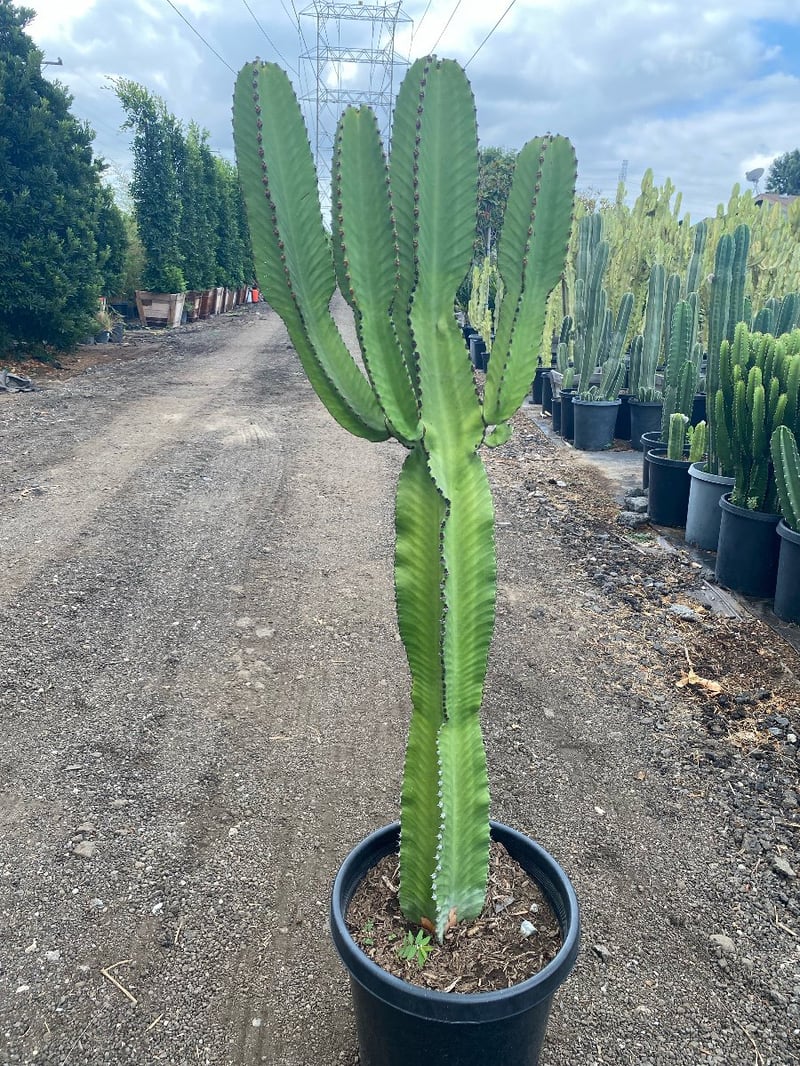 Photo for Euphorbia ingens (Candelabra Tree)