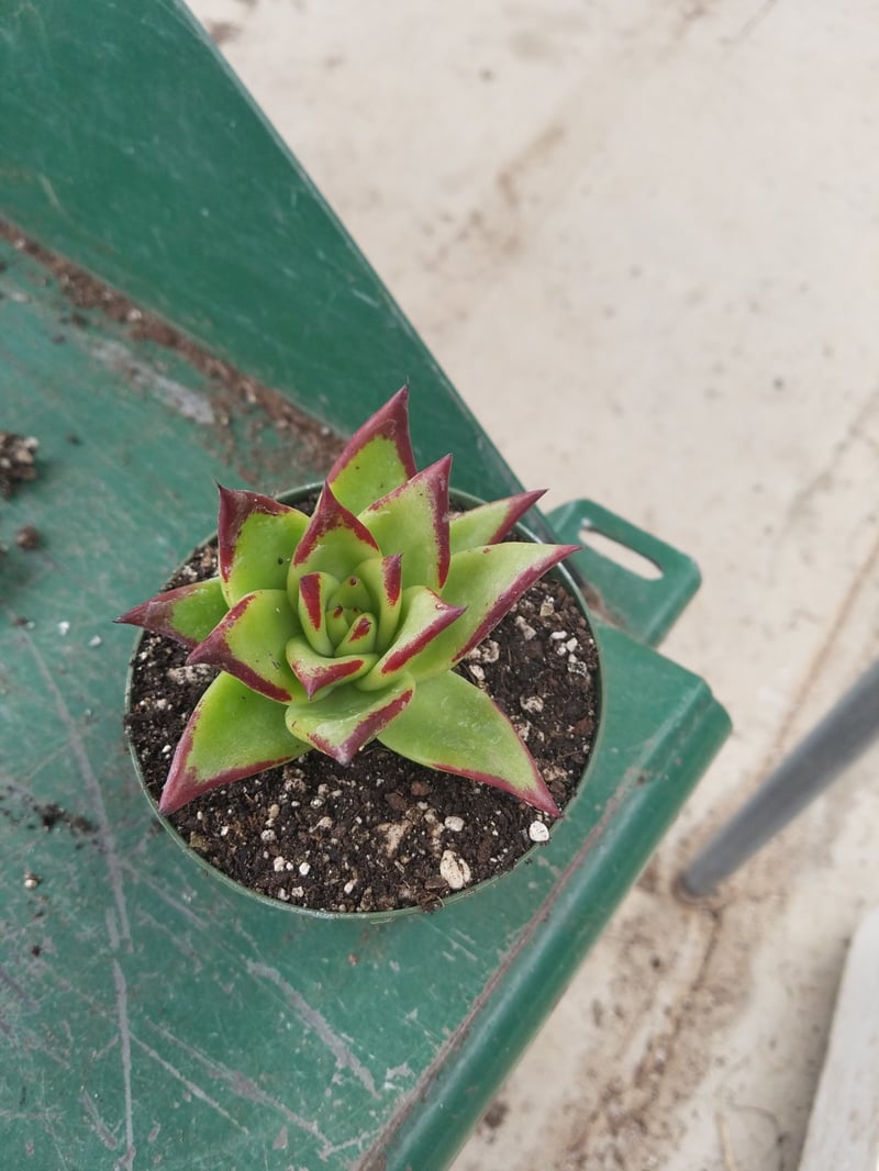 Photo for Echeveria agavoides 'Lipstick' (Lipstick Echeveria)