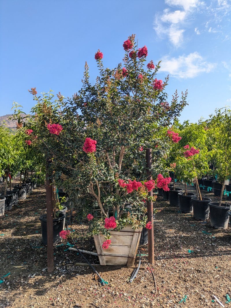 Photo for Lagerstroemia indica x fauriei 'Tuscarora' (Tuscarora Crape Myrtle)