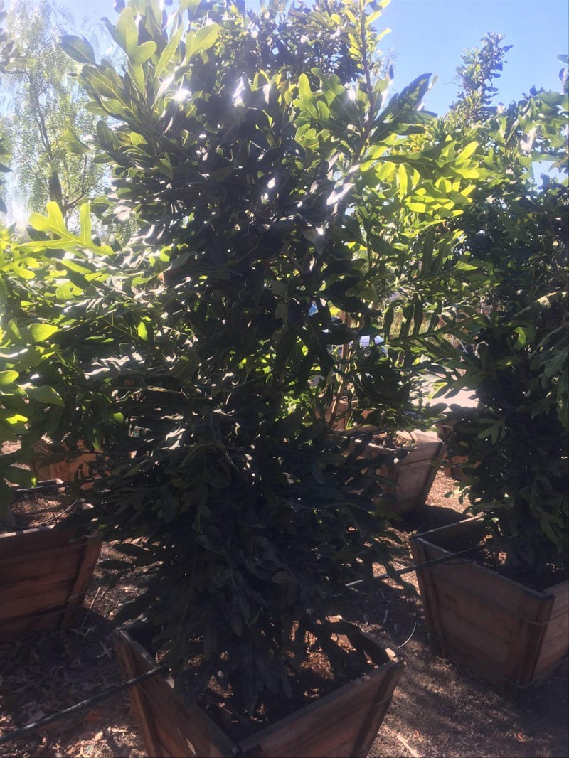 Photo for Stenocarpus sinuatus (Firewheel Tree)