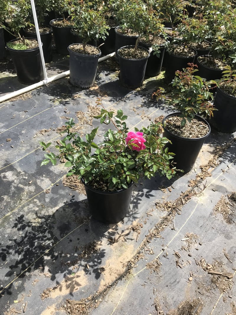 Photo for Rosa 'Iceberg' (Pink) (Pink Iceberg Rose)