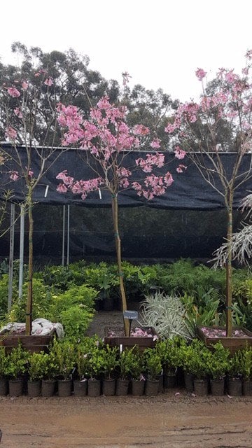 Photo for Tabebuia impetiginosa (Handroanthus impetiginosus) (Standard) (Pink Trumpet Tree)