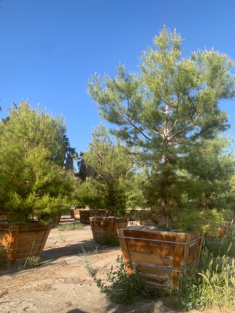 Photo for Pinus halepensis (Aleppo Pine)