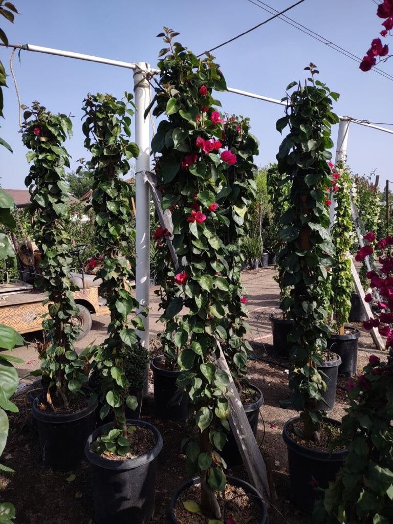 Photo for Bougainvillea 'San Diego Red' (Staked)  (San Diego Red Bougainvillea)