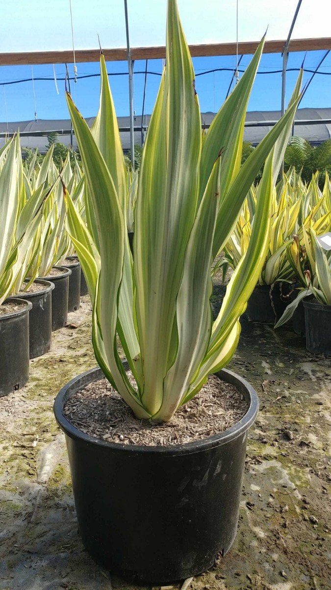 Photo for Furcraea foetida 'Mediopicta' (F. gigantea 'Striata') (Furcraea foetida 'Mediopicta')