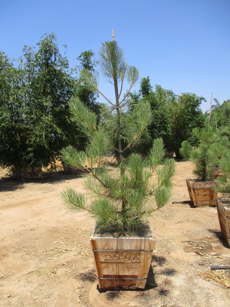 Photo for Pinus torreyana (Standard) (Torrey Pine)