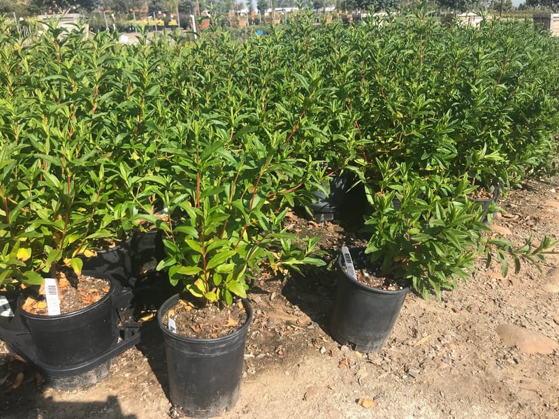Photo for Cistus ladanifer (Crimson-Spot Rockrose)