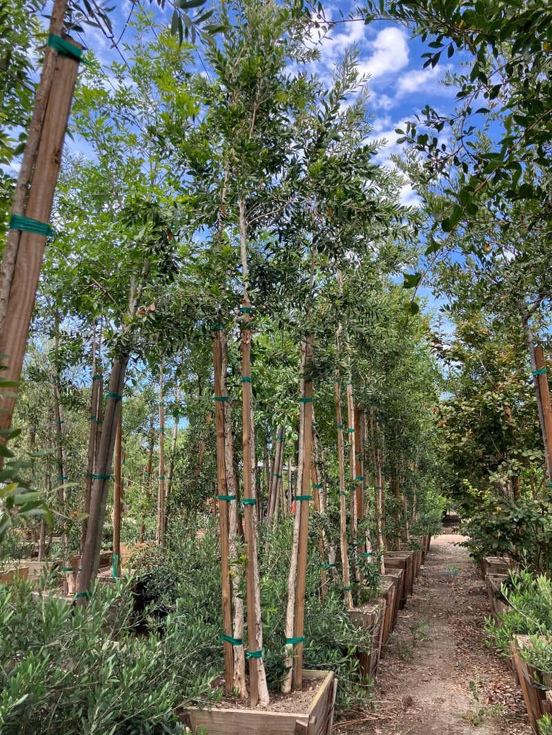 Photo for Melaleuca quinquenervia (Multi) (Cajeput Tree, Paperbark Tree)