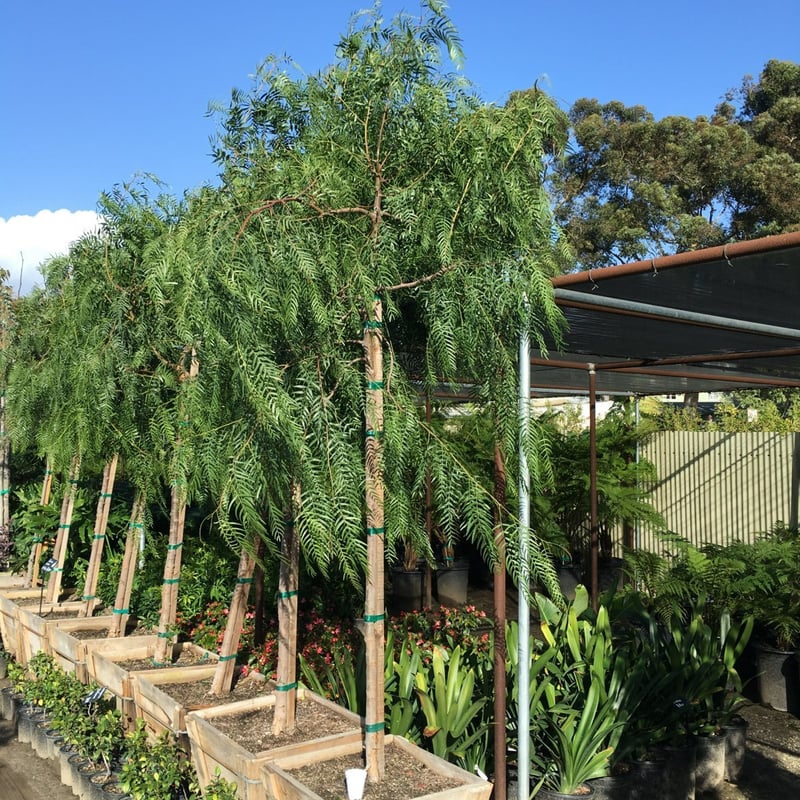 Photo for Schinus molle (California Pepper Tree)