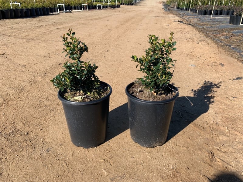 Photo for Buxus microphylla japonica 'Green Beauty' (Japanese Boxwood 'Green Beauty')