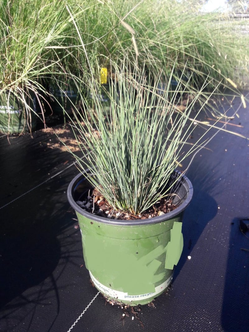 Photo for Juncus acutus ssp. leopoldii (Spiny Rush, Southwestern Spiny Rush)