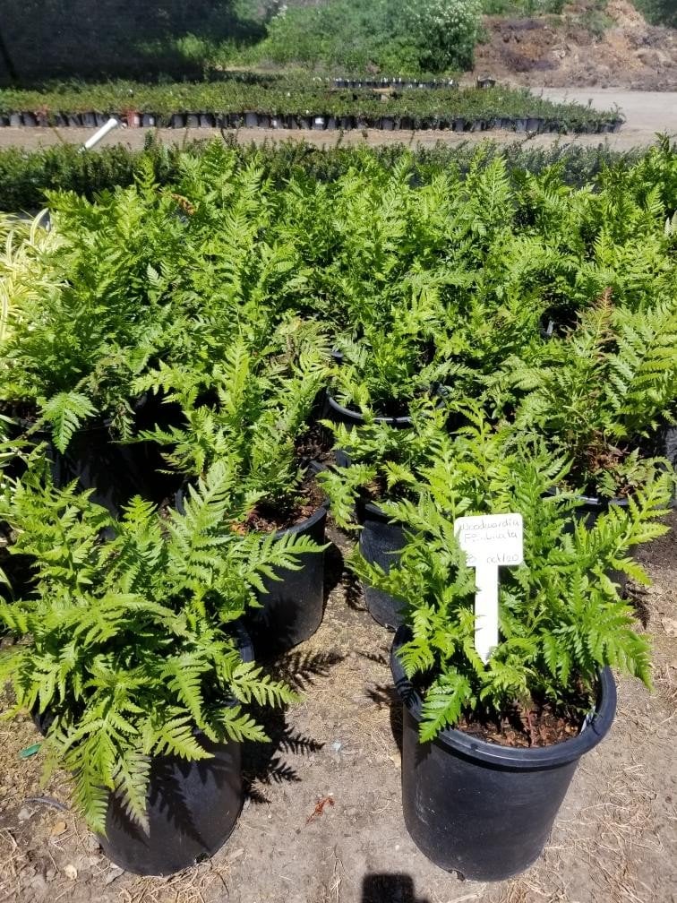 Photo for Woodwardia fimbriata (Giant Chain Fern)
