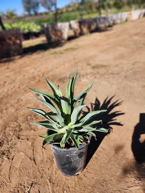 Photo for Agave desmetiana 'Variegata' (Variegated Smooth Agave)