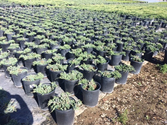 Photo for Juniperus horizontalis 'Blue Chip' (Blue Chip Creeping Juniper)