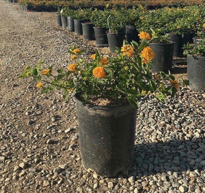 Photo for Lantana 'Bandana Yellow' (Bandana Yellow Lantana)