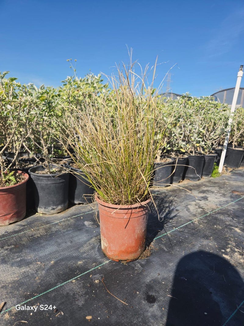 Photo for Pennisetum 'Fairy Tails' (Evergreen Fountain Grass)