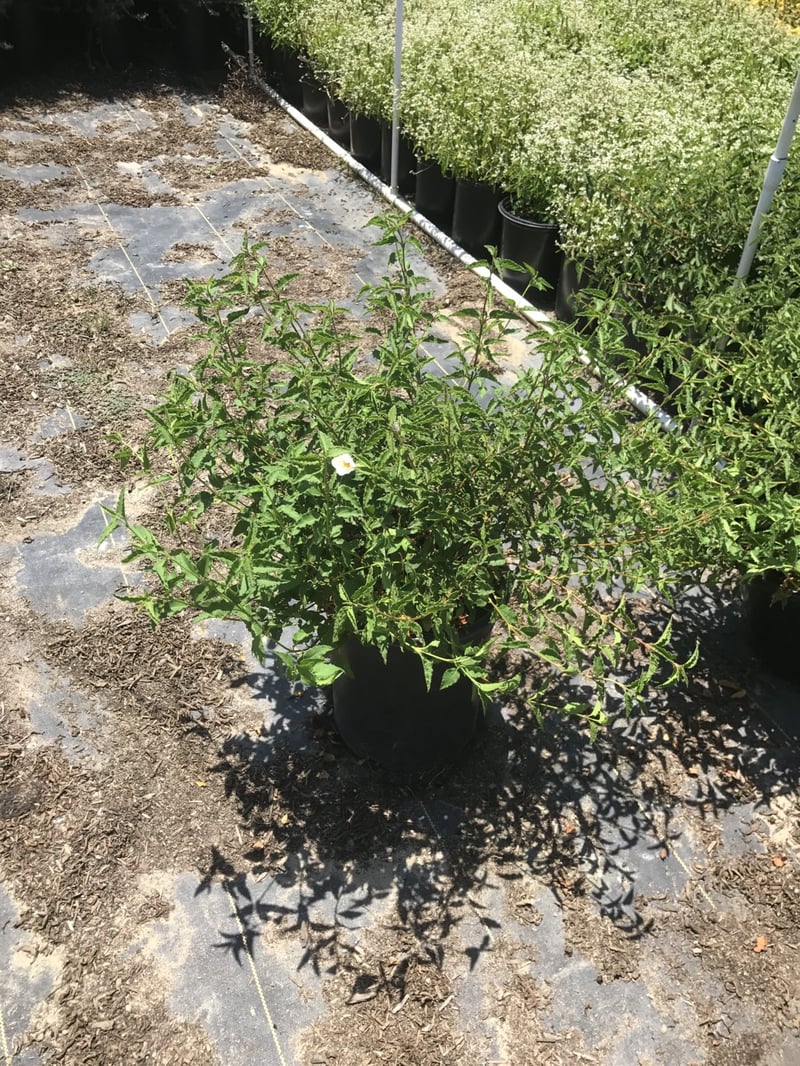 Photo for Cistus salvifolius 'Prostratus' (Sageleaf Rockrose, Prostrate Rockrose)