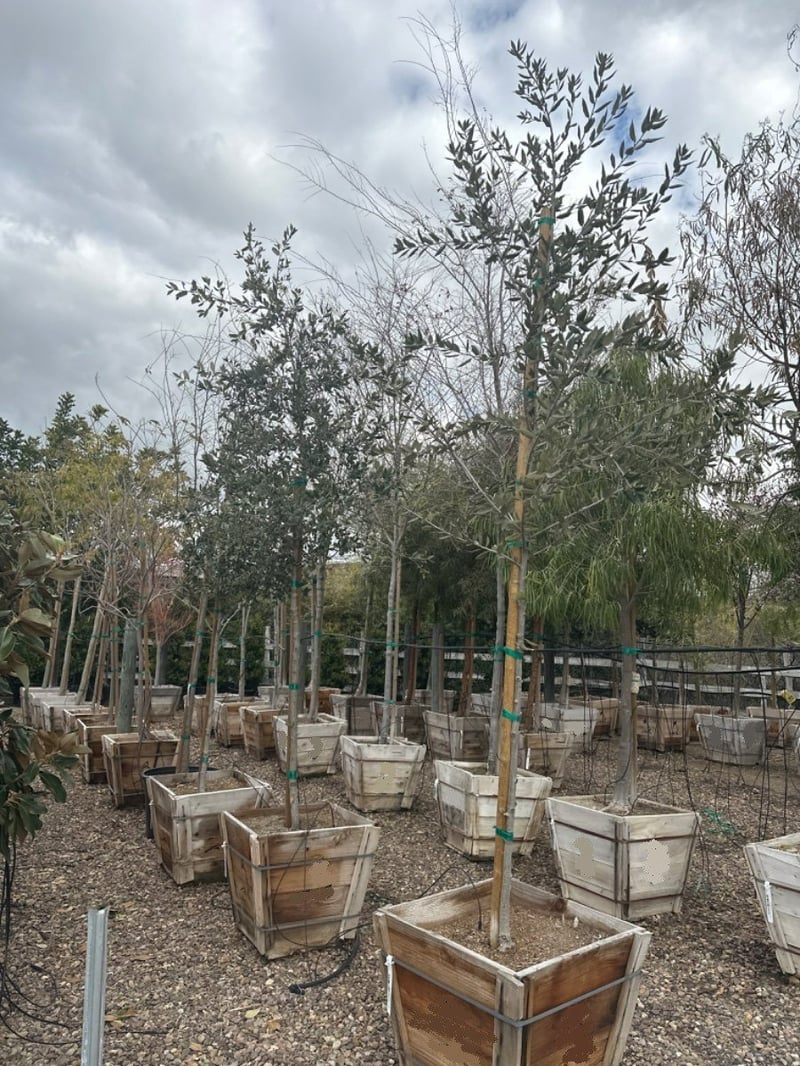 Photo for Quercus ilex (Standard) (Holm Oak, Holly Oak, Evergreen Oak)