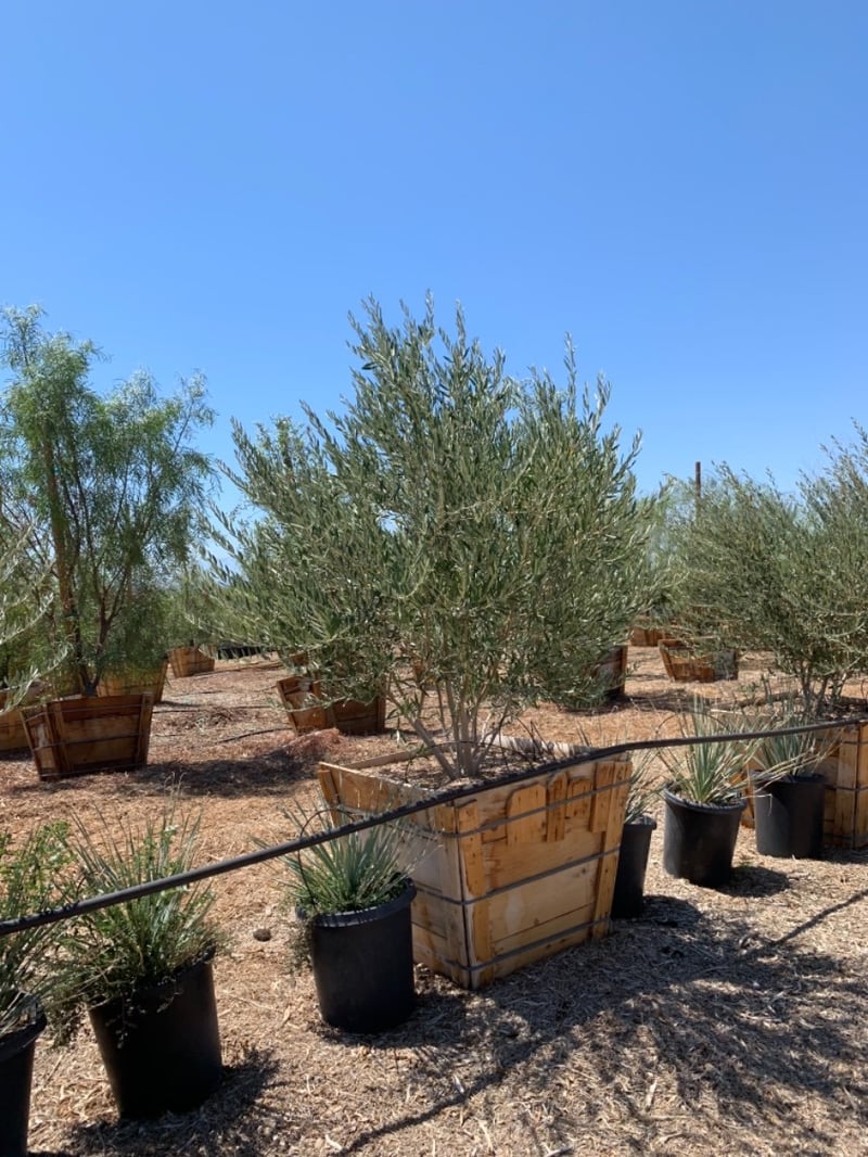 Photo for Olea europaea 'Wilsonii' (Wilsonii Fruitless Olive)