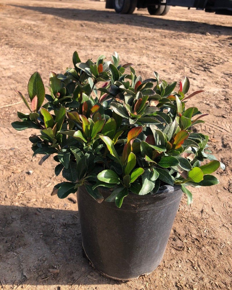 Photo for Raphiolepis indica 'Clara' (Clara Indian Hawthorn)