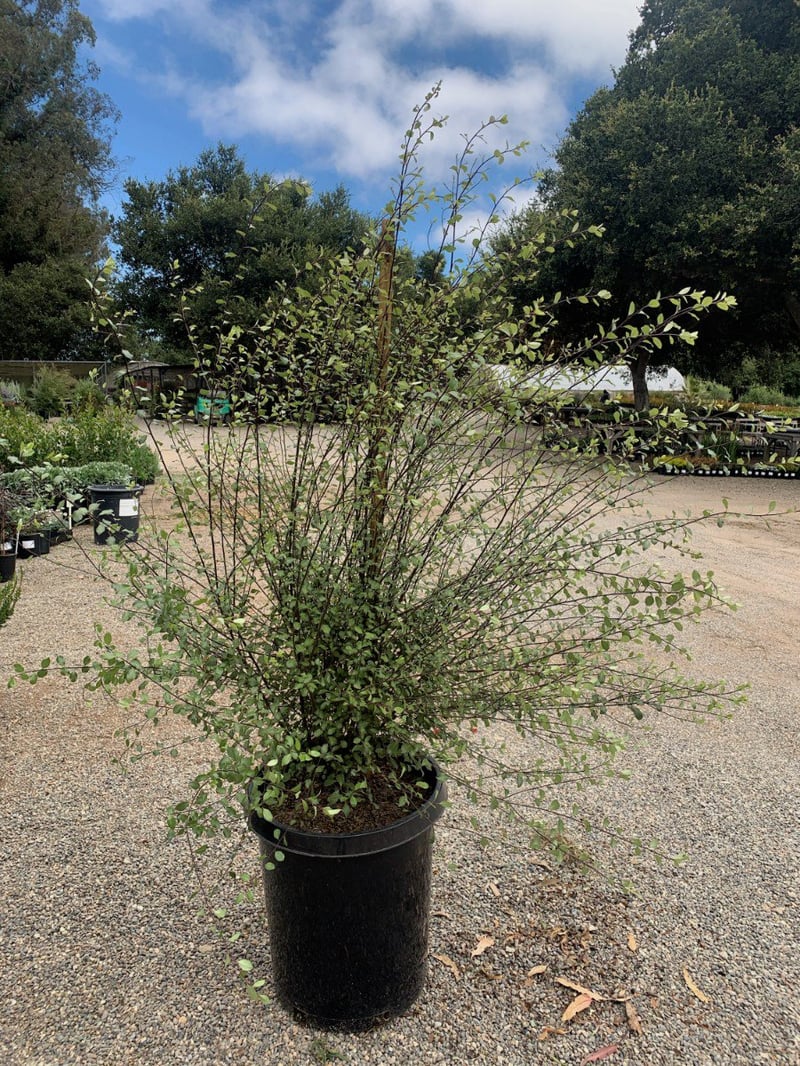 Photo for Pittosporum tenuifolium 'Silver Sheen' (Silver Sheen Kohuhu)