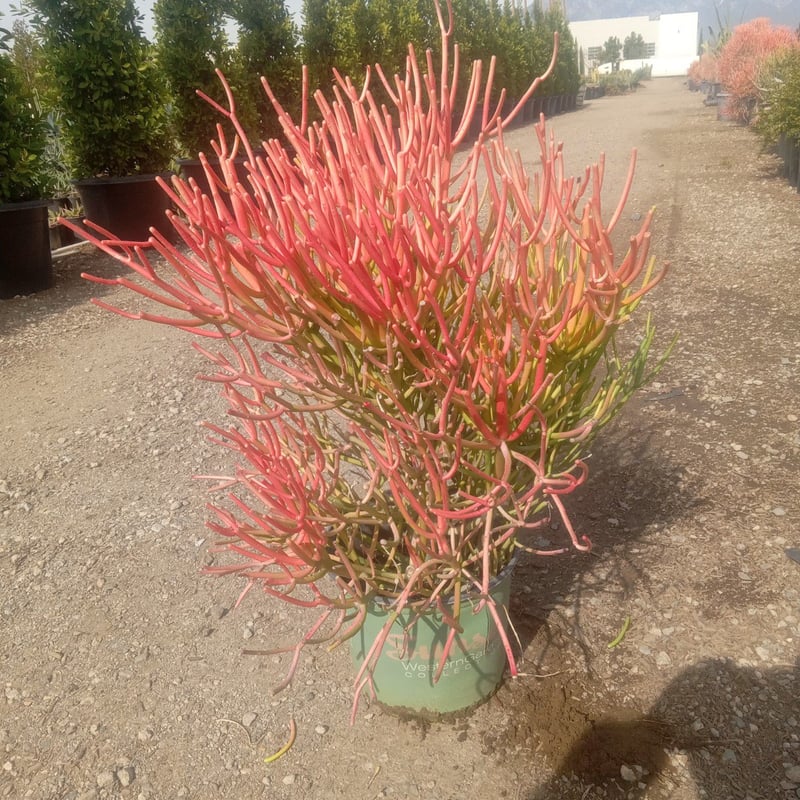 Photo for Euphorbia tirucalli 'Sticks on Fire' (Red Pencil Tree)
