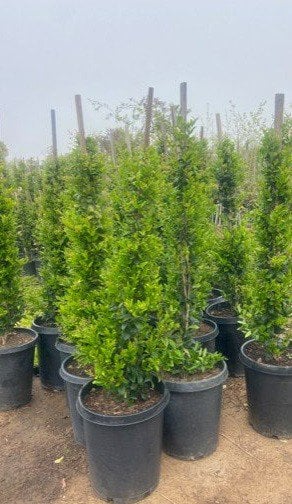 Photo for Ligustrum japonicum 'Texanum' (Staked) (Waxleaf Privet japonicum)