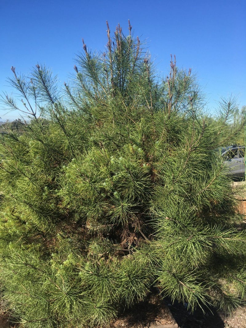 Photo for Pinus pinea (Italian Stone Pine)