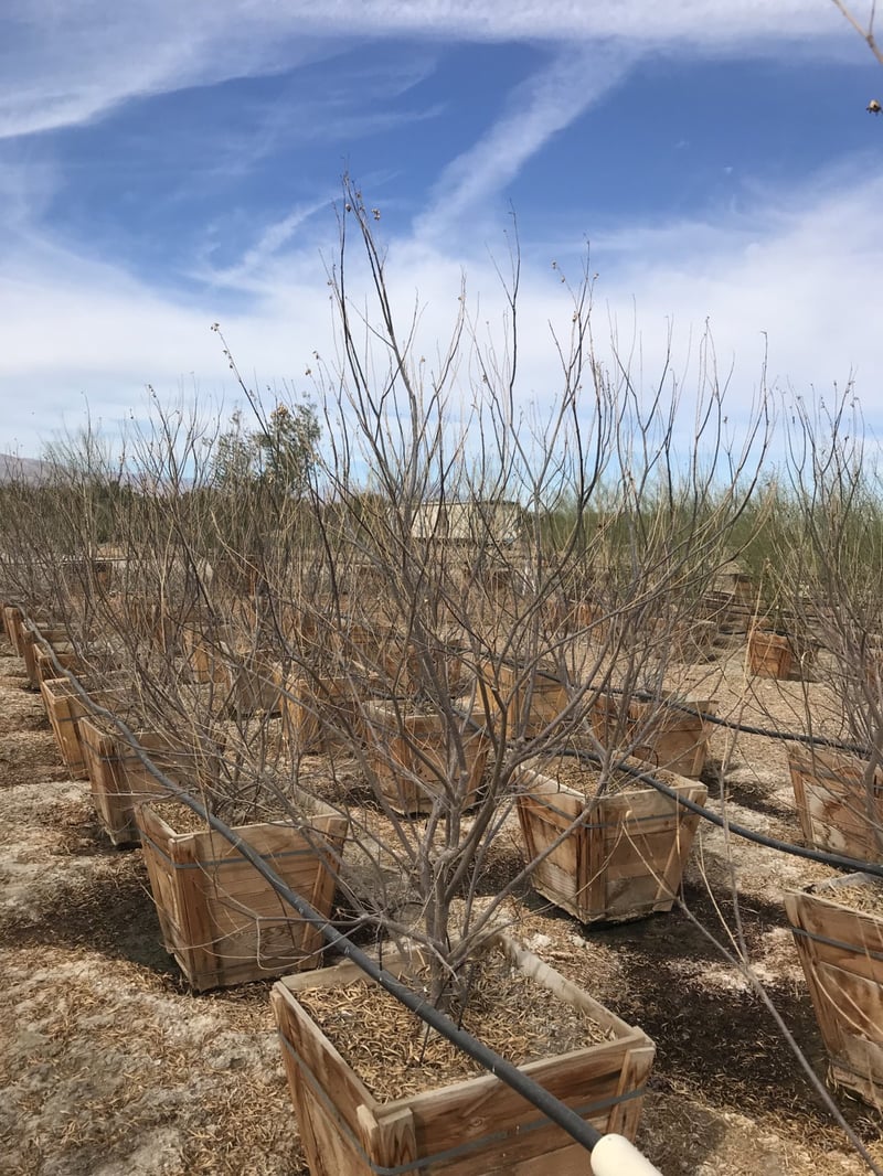 Photo for Chilopsis linearis 'Burgundy' (Burgundy Desert Willow)