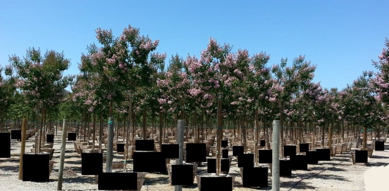 Photo for Lagerstroemia indica x fauriei 'Muskogee' (Standard) (Muskogee Crape Myrtle)