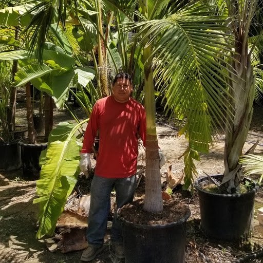 Photo for Archontophoenix cunninghamiana (King Palm)