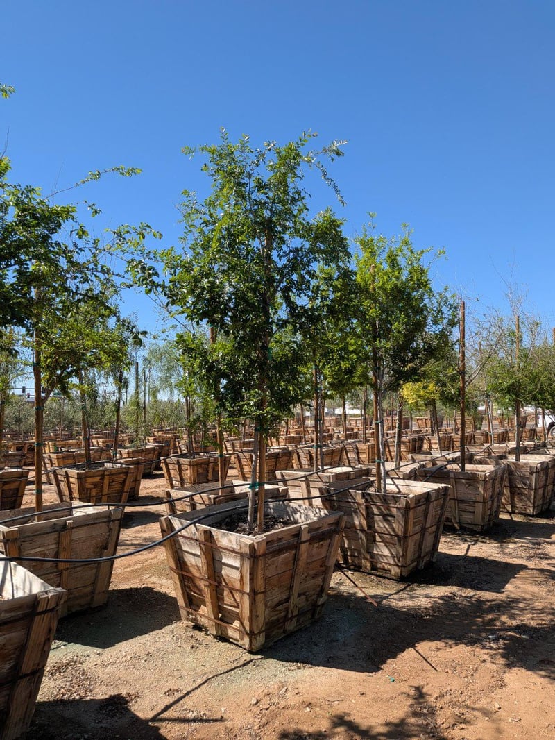 Photo for Ulmus parviflora 'True Green' (True Green Chinese Elm)