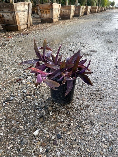 Photo for Tradescantia pallida (Purple Heart )