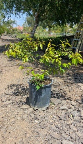 Photo for Xylosma congestum (senticosum) 'Compacta' (Compact Shiny Xylosma)