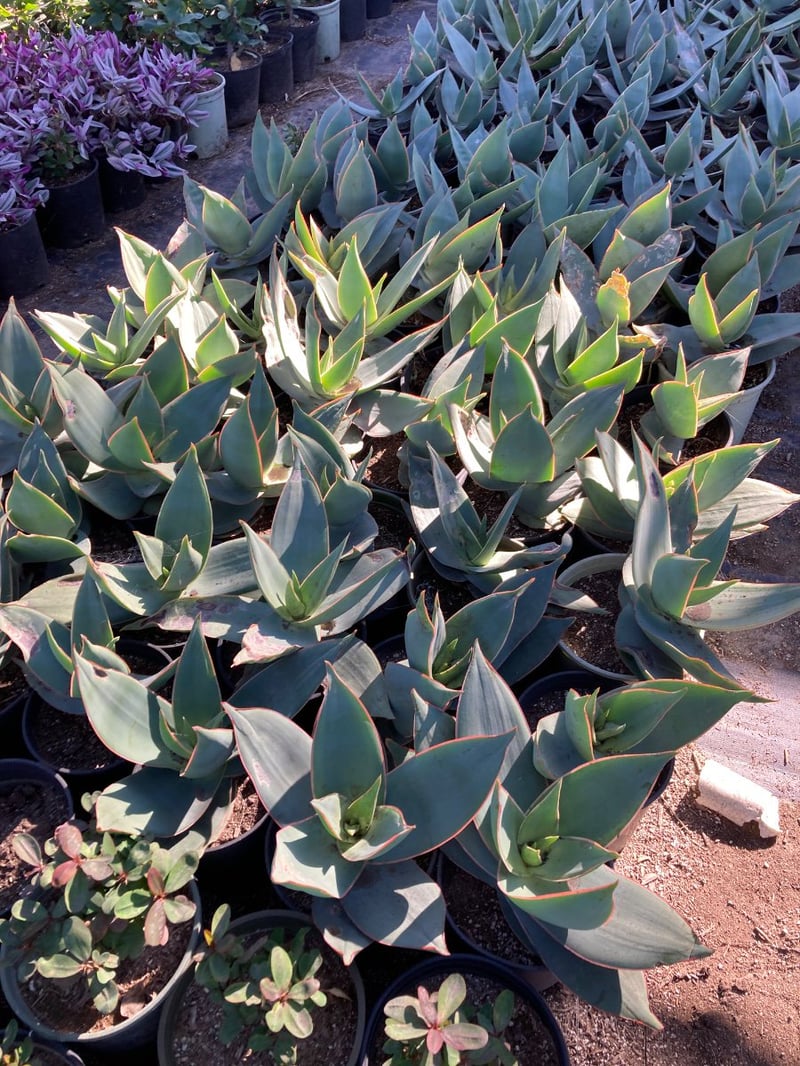 Photo for Aloe striata (Coral Aloe)