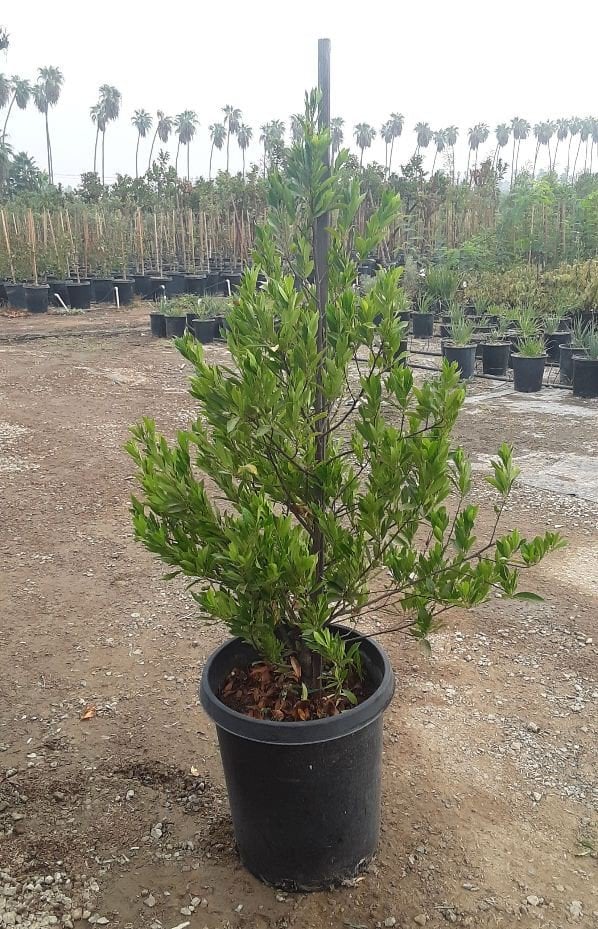 Photo for Prunus caroliniana 'Bright n Tight' ('Compacta') (Bright n Tight ('Compacta') Carolina Laurel)