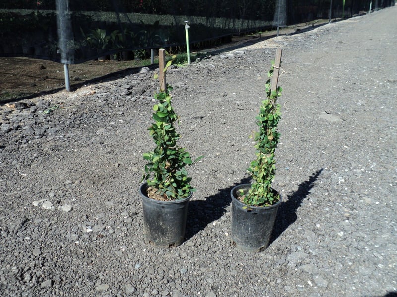 Photo for Ficus pumila (Staked) (Creeping Fig)