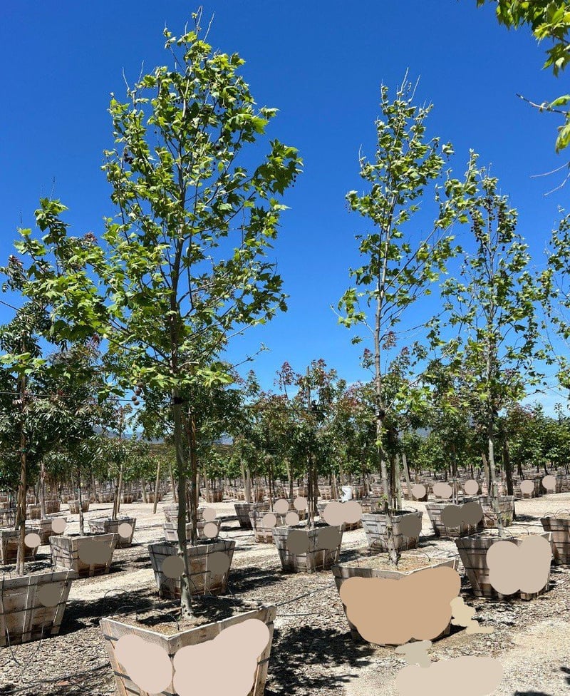 Photo for Platanus acerifolia 'Columbia' (London Plane Tree)